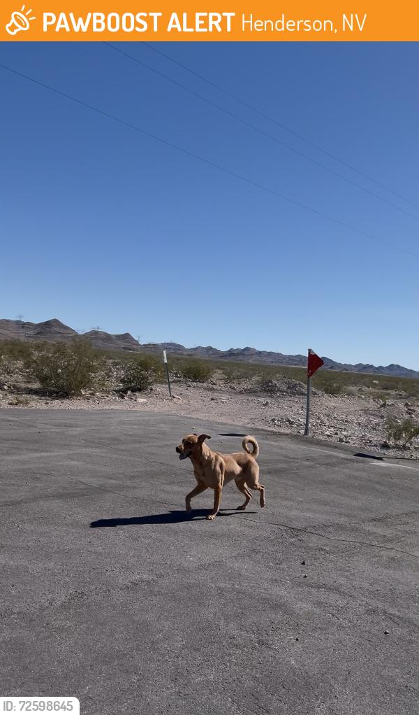 Found/Stray Unknown Dog last seen Magic Way & Madrid Ave, Henderson, NV 89015