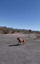Found/Stray Unknown Dog last seen Magic Way & Madrid Ave, Henderson, NV 89015