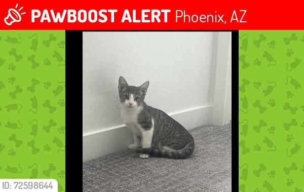 Lost Male Cat last seen Jomax and 17, Phoenix, AZ 85083
