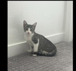 Lost Male Cat last seen Jomax and 17, Phoenix, AZ 85083