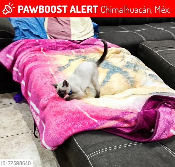 Lost Female Cat last seen Heroes del 47  Chimalhuacán , Chimalhuacán, Méx. 56334