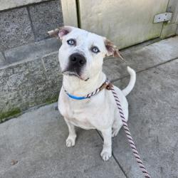 Found/Stray Male Dog last seen Near E Pleasant St, Long Beach, CA 90805, Long Beach, CA 90805