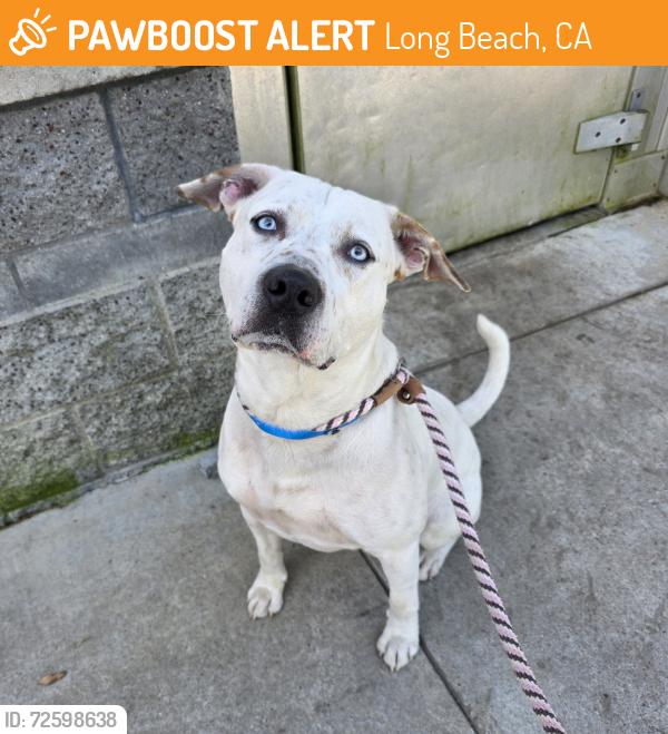 Found/Stray Male Dog last seen Near E Pleasant St, Long Beach, CA 90805, Long Beach, CA 90805
