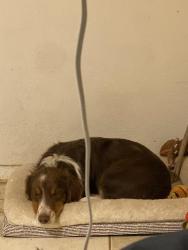 Lost Male Dog last seen Grand avenue, Fort Worth, TX 76164