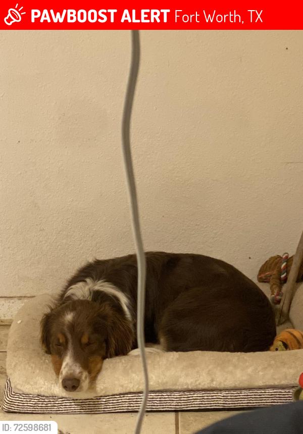 Lost Male Dog last seen Grand avenue, Fort Worth, TX 76164
