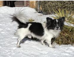 Lost Male Dog last seen Potomac, Buckingham, Garland , Garland, TX 75042