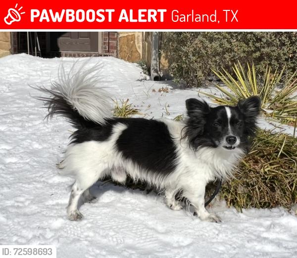 Lost Male Dog last seen Potomac, Buckingham, Garland , Garland, TX 75042