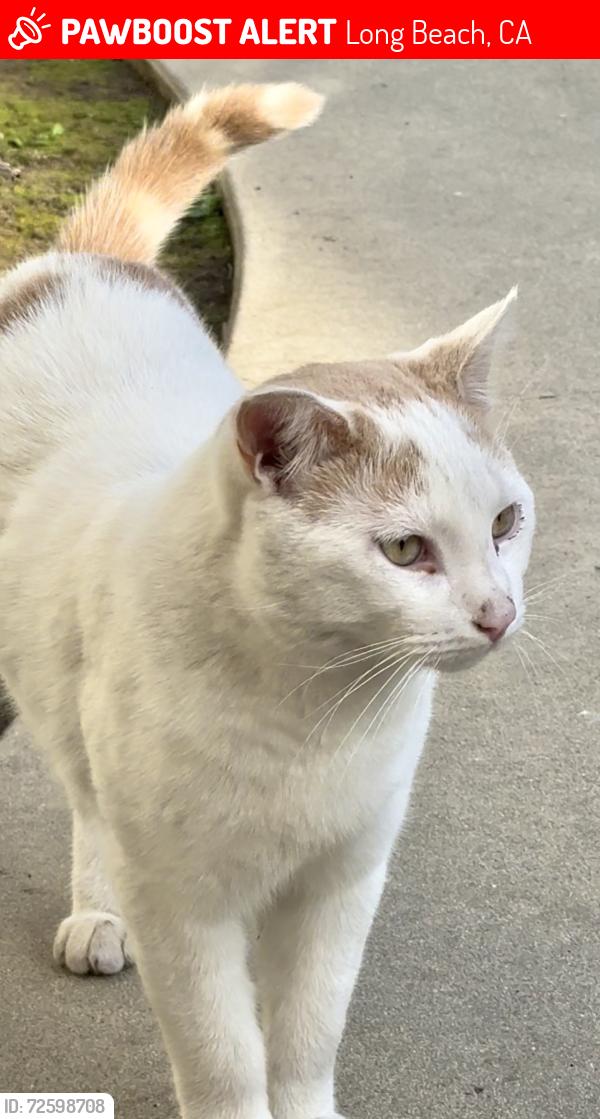 Lost Male Cat last seen Florida st and Hermosa st, Long Beach, CA, Long Beach, CA 90802