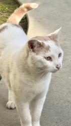 Lost Male Cat last seen Florida st and Hermosa st, Long Beach, CA, Long Beach, CA 90802