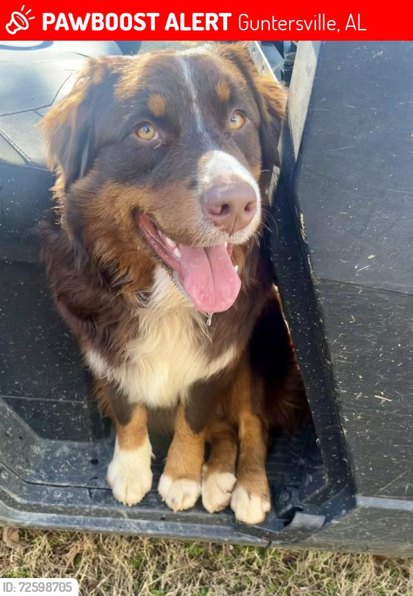 Lost Male Dog last seen Bright View Lane and Wyeth Mountain Road and Hideaway Drive, Guntersville, AL 35976