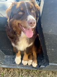Lost Male Dog last seen Bright View Lane and Wyeth Mountain Road and Hideaway Drive, Guntersville, AL 35976