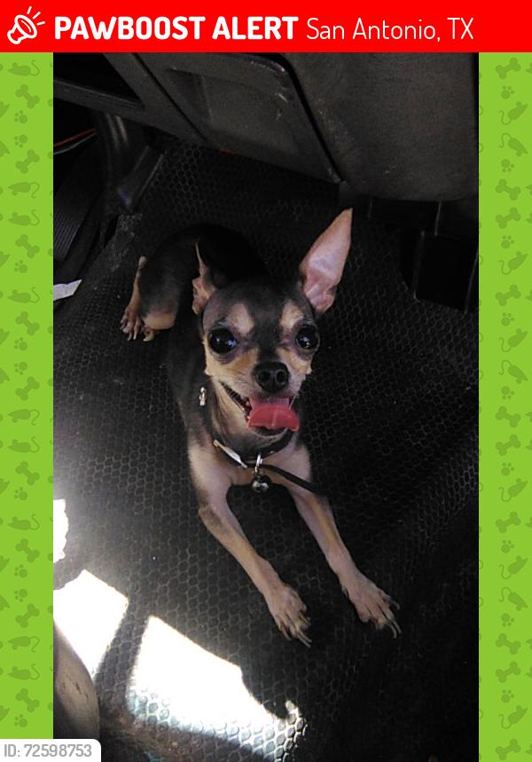 Lost Female Dog last seen San Dario st, San Antonio, TX 78237