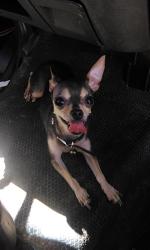 Lost Female Dog last seen San Dario st, San Antonio, TX 78237