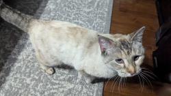 Lost Female Cat last seen Lake View Dr, Crowley, TX 76036