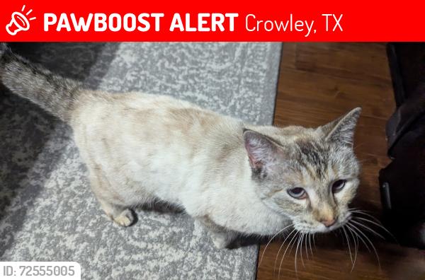 Lost Female Cat last seen Lake View Dr, Crowley, TX 76036