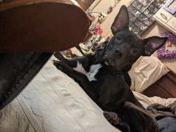 Lost Male Dog last seen N Maryland, n alberta, Portland, OR 97217