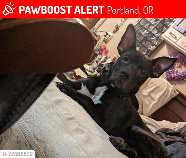 Lost Male Dog last seen N Maryland, n alberta, Portland, OR 97217