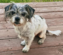 Lost Male Dog last seen Tyler St & Gramercy Pl, Riverside, CA 92503
