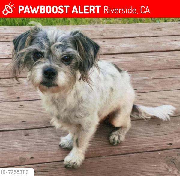 Lost Male Dog last seen Tyler St & Gramercy Pl, Riverside, CA 92503