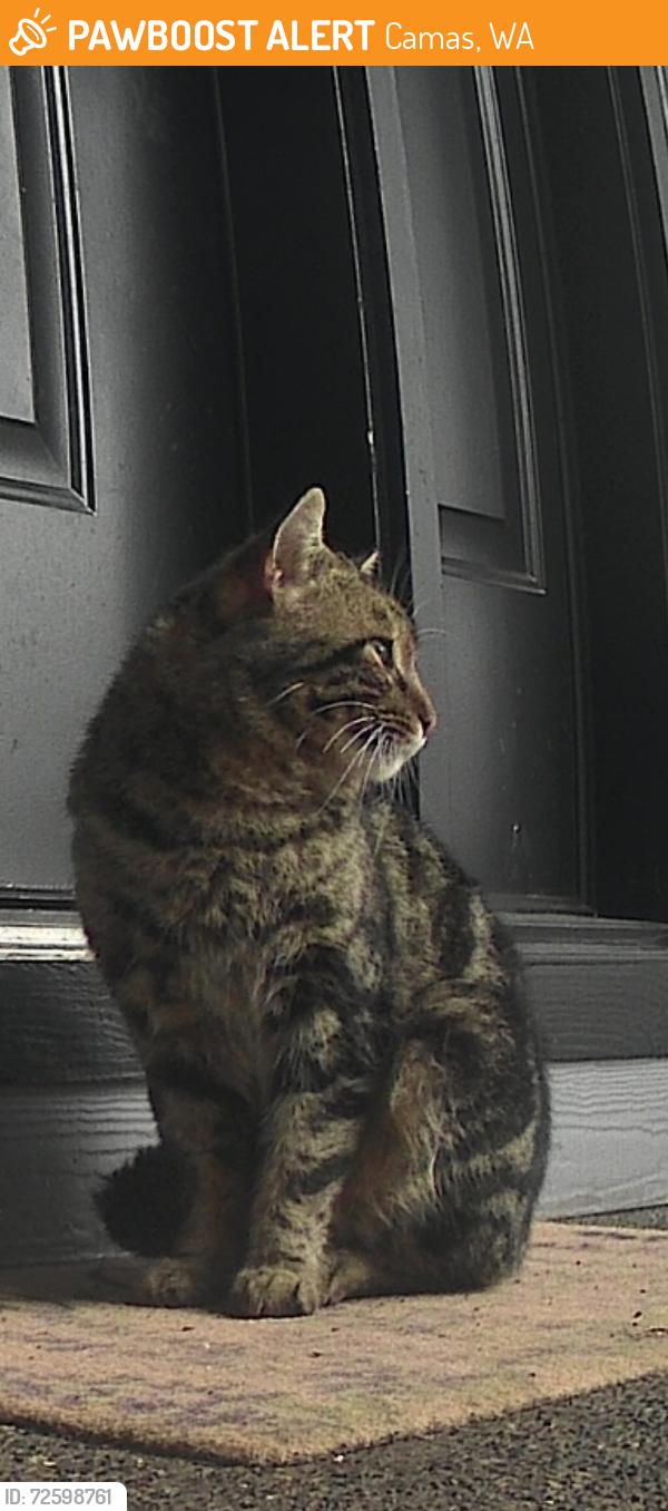 Found/Stray Unknown Cat last seen Nw Douglas st, Camas, WA 98607