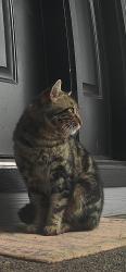 Found/Stray Unknown Cat last seen Nw Douglas st, Camas, WA 98607