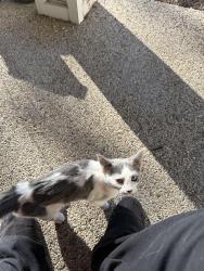Found/Stray Female Cat last seen Overton, Independence, MO 64052