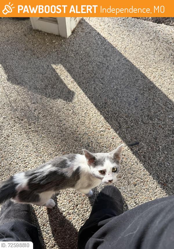 Found/Stray Female Cat last seen Overton, Independence, MO 64052