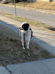 Found/Stray Unknown Dog last seen 35th and Askew Avenue, Kansas City, MO 64128