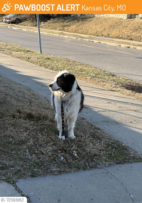 Found/Stray Unknown Dog last seen 35th and Askew Avenue, Kansas City, MO 64128