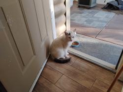 Lost Male Cat last seen irons rd and wildwood ln, Lake Riverside, CA 92536