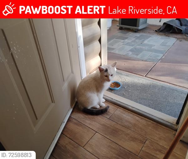 Lost Male Cat last seen irons rd and wildwood ln, Lake Riverside, CA 92536
