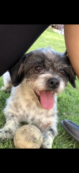 Lost Male Dog last seen Gramercy Pl by Tyler St , Riverside, CA 92505