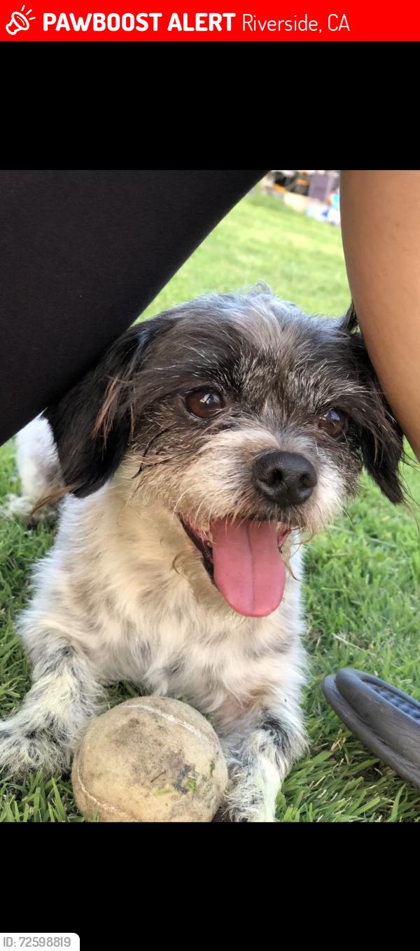 Lost Male Dog last seen Gramercy Pl by Tyler St , Riverside, CA 92505