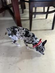Reunited Female Dog last seen Arlington, TX 76014, USA, Arlington, TX 76014