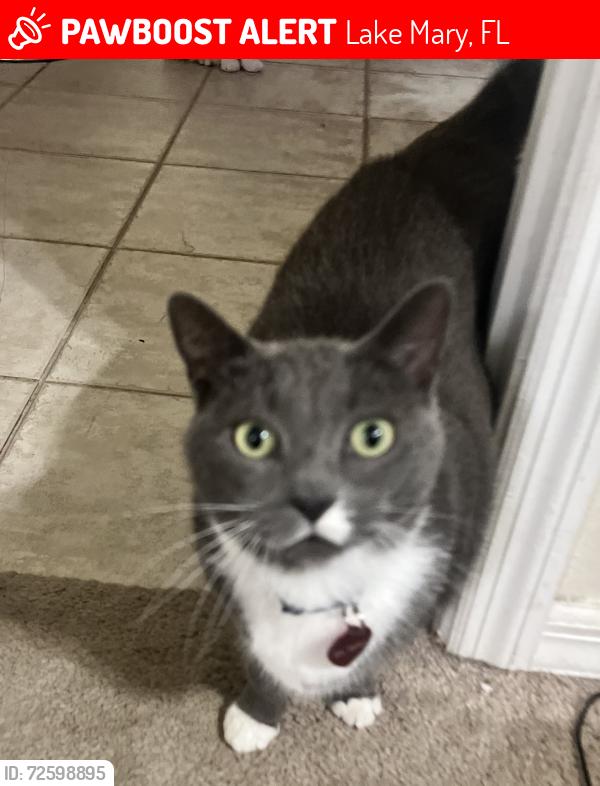 Lost Female Cat last seen Delfino Place , Lake Mary, FL 32746
