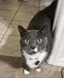Lost Female Cat last seen Delfino Place , Lake Mary, FL 32746