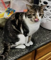 Lost Female Cat last seen PRUE AND WILSON OAKS, San Antonio, TX 78249