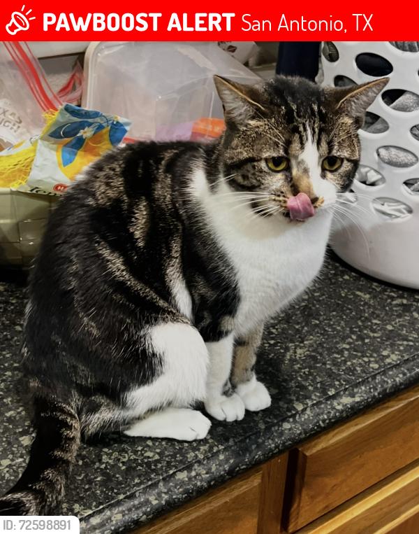 Lost Female Cat last seen PRUE AND WILSON OAKS, San Antonio, TX 78249