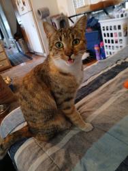 Lost Female Cat last seen Elk and Acacia Ave, Hemet, CA 92543