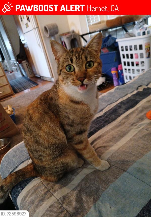 Lost Female Cat last seen Elk and Acacia Ave, Hemet, CA 92543