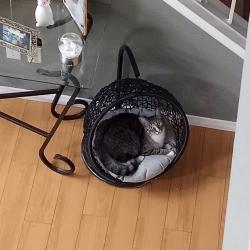 Lost Male Cat last seen Ash Ave & Sierra Ave, Chula Vista, CA 91910