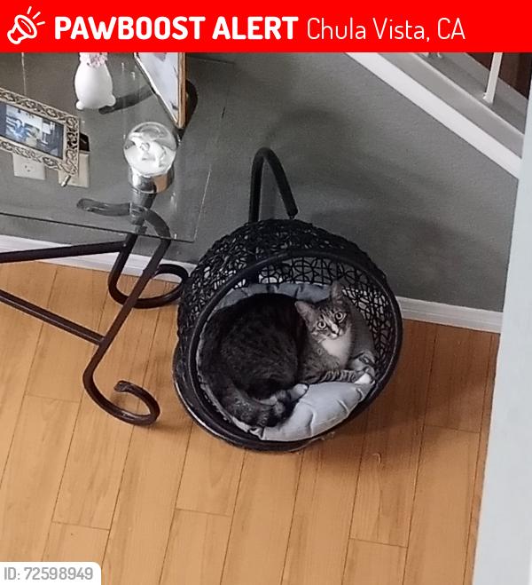 Lost Male Cat last seen Ash Ave & Sierra Ave, Chula Vista, CA 91910
