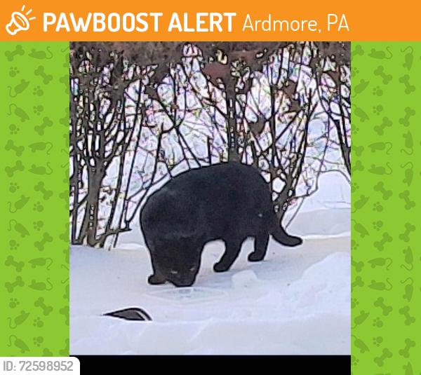 Found/Stray Unknown Cat last seen Chestnut Ave between wynnewood and haverford ave. , Ardmore, PA 19003