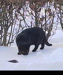 Found/Stray Unknown Cat last seen Chestnut Ave between wynnewood and haverford ave. , Ardmore, PA 19003