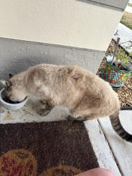 Found/Stray Unknown Cat last seen Floresta Degan Forgal, Port St. Lucie, FL 34983
