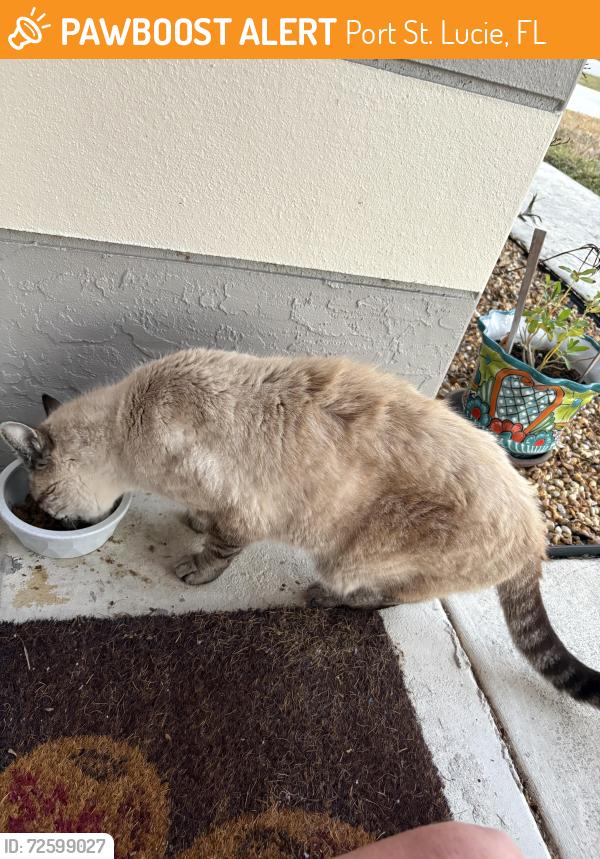 Found/Stray Unknown Cat last seen Floresta Degan Forgal, Port St. Lucie, FL 34983