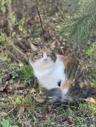 Lost Female Cat last seen Sipka rd, Locust Grove, GA 30248