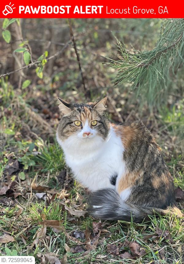 Lost Female Cat last seen Sipka rd, Locust Grove, GA 30248