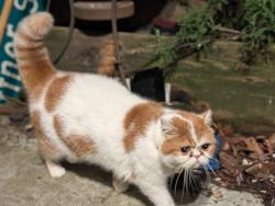 Lost Female Cat last seen Bertona and Dravus, Seattle, WA 98119