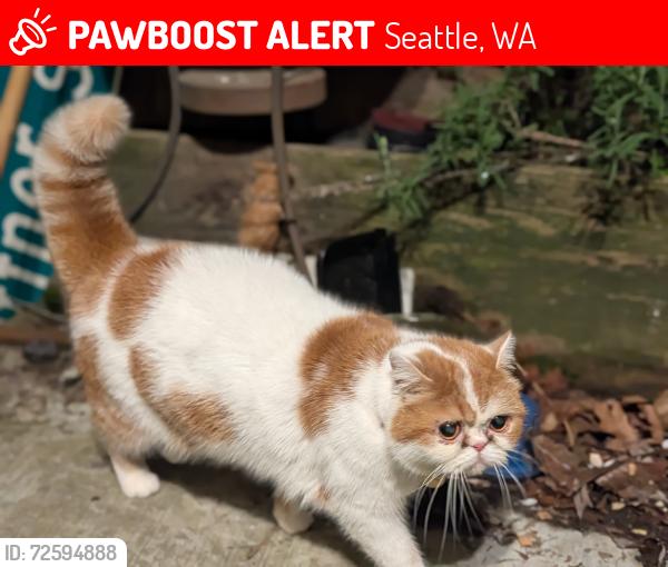 Lost Female Cat last seen Bertona and Dravus, Seattle, WA 98119
